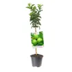 Sadika jablane GRANNY SMITH