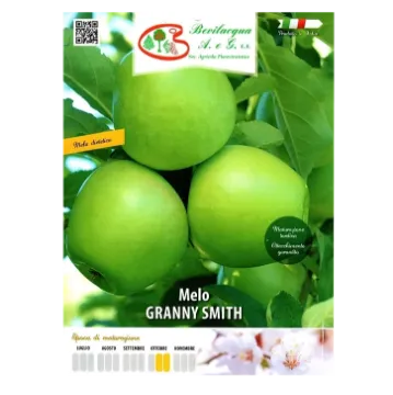 Sadika jablane GRANNY SMITH Etiketa Sadike jablane GRANNY SMITH