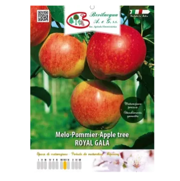 Sadika jablane Royal Gala Etiketa Sadike jablane Royal Gala