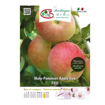 Sadika jablane Fujy (Fuji) Etiketa Sadika jablane Fujy (Fuji)
