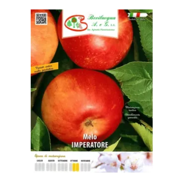Sadika jablane IMPERATORE Etiketa Sadika jablane IMPERATORE