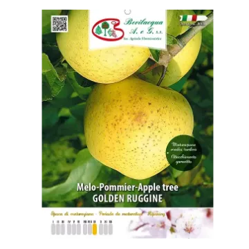 Sadika jablane Golden Ruggine Etiketa sadike jablane Golden Ruggine