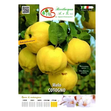 Sadika jablane COTOGNO Etiketa Sadika jablane COTOGNO