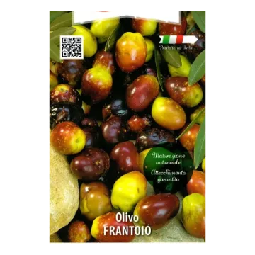 Sadika oljke FRANTOIO kvadraten lonec 15 x 15 cm Etiketa Sadika oljke FRANTOIO kvadraten lonec 15 x 15 cm