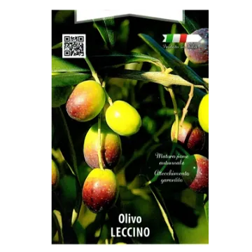 Sadika oljke Leccino kvadraten lonec 15 x 15 cm - etiketa Sadika oljke Leccino kvadraten lonec 15 x 15 cm -