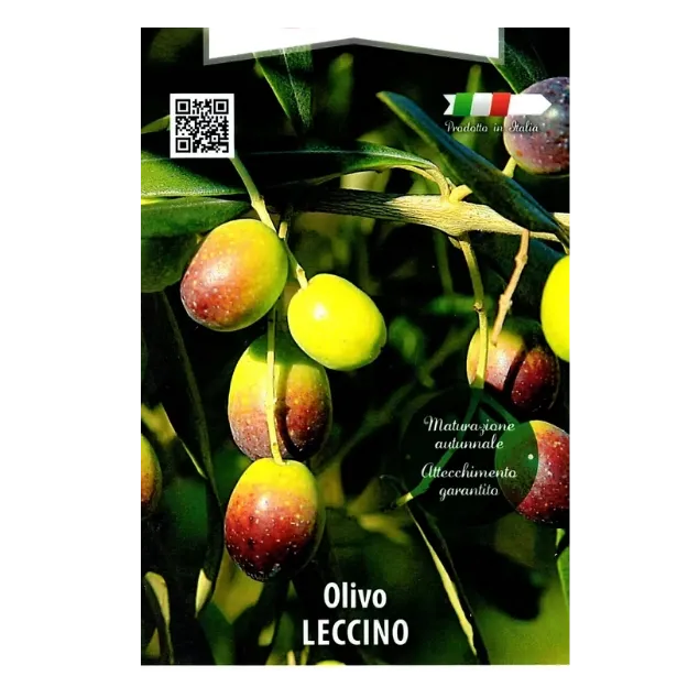 etiketa Sadika oljke Leccino kvadraten lonec 15 x 15 cm -