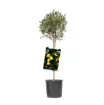Sadika oljke Leccino kvadraten lonec 15 x 15 cm -