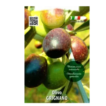 Sadika oljke GRIGNANO kvadraten lonec 15 x 15 cm ETIKETA Sadika oljke GRIGNANO kvadraten lonec 15 x 15 cm