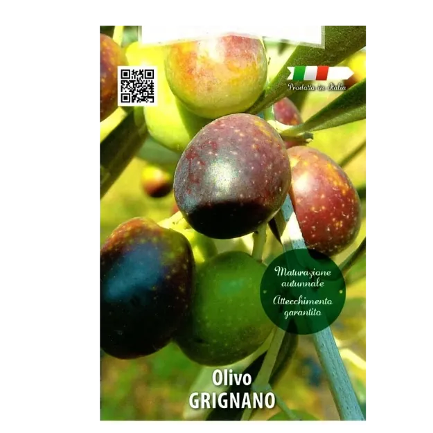 ETIKETASadika oljke GRIGNANO okrogel lonec 22 x 22 cm -