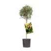 Sadika oljke GRIGNANO okrogel lonec 22 x 22 cm -