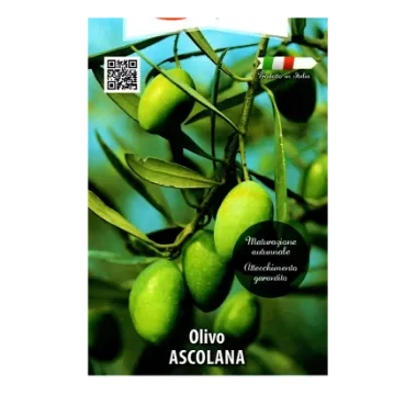 Sadika oljke Ascolana kvadraten lonec 15 x 15 cm Etiketa Sadika oljke Ascolana kvadraten lonec 15 x 15 cm