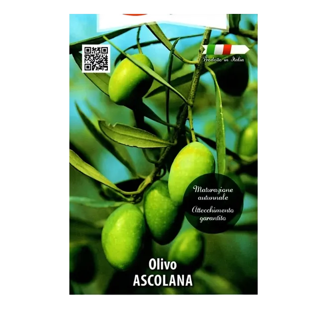 Etiketa Sadika oljke Ascolana kvadraten lonec 15 x 15 cm