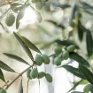 olive na veji z listi