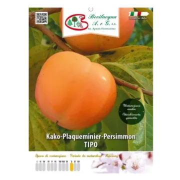 Sadika kakija TIPO Etiketa Sadika kakija TIPO