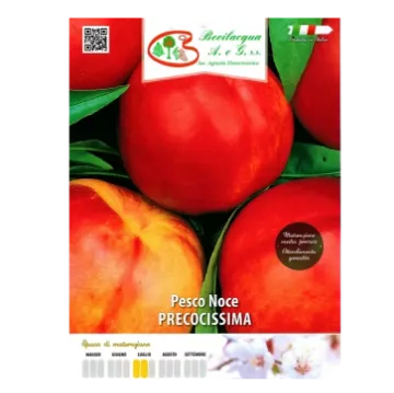 Sadika nektarine PRECOCISSIMA Etiketa Sadika nektarine PRECOCISSIMA