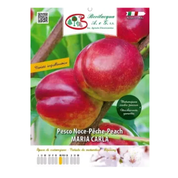 Sadika nektarine MARIA CARLA Etiketa Sadika nektarine MARIA CARLA