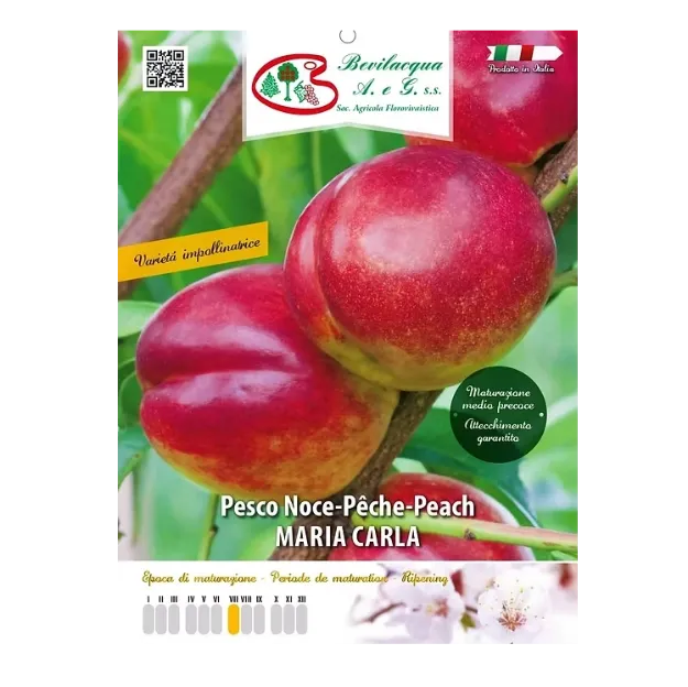 Etiketa Sadika nektarine MARIA CARLA