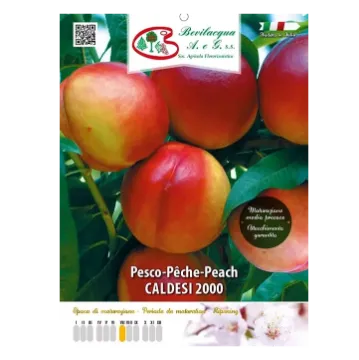 Sadika nektarine CALDESI 2000 Etiketa Sadika nektarine CALDESI 2000