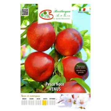 Sadika nektarine VENUS Etiketa Sadika nektarine VENUS
