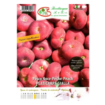 Sadika vinogradniške breskve PLATICARPA GIALLA etiketa Sadika vinogradniške breskve PLATICARPA GIALLA