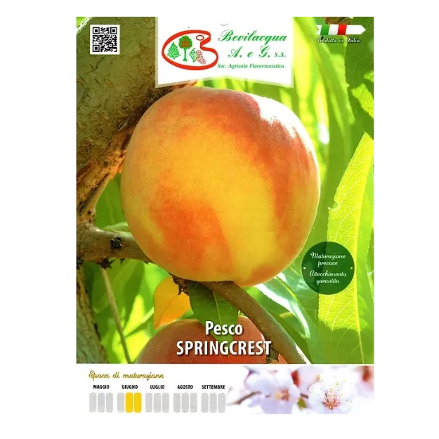 Etiketa Sadika breskve SPRINCREST