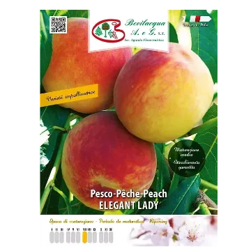 Sadika breskve ELEGANT LADY Etiketa Sadika breskve ELEGANT LADY