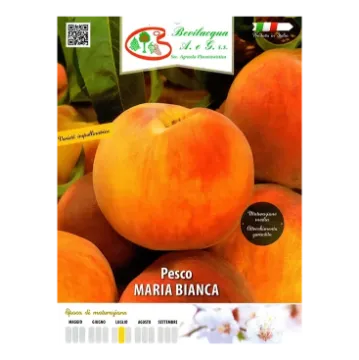 Sadika breskve MARIA BIANCA Etiketa Sadika breskve MARIA BIANCA