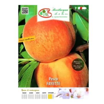 Sadika breskve FAYETTE Etiketa Sadika breskve FAYETTE