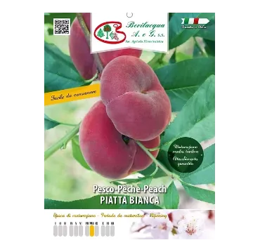 Sadika vinogradniške breskve Piatta Bianca Etiketa Sadika vinogradniške breskve Piatta Bianca