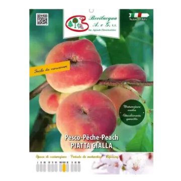 Sadika vinogradniške breskve PIATTA GIALLA Etiketa Sadika vinogradniške breskve PIATTA GIALLA