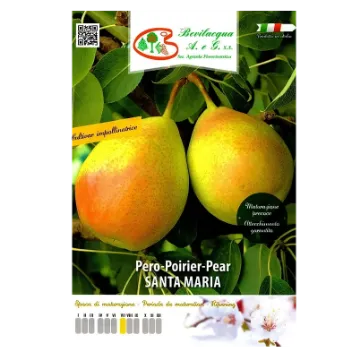 Sadika hruške SANTA MARIA Etiketa Sadika hruške SANTA MARIA