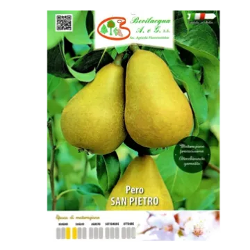 Sadika hruške SAN PIETRO Etiketa Sadika hruške SAN PIETRO