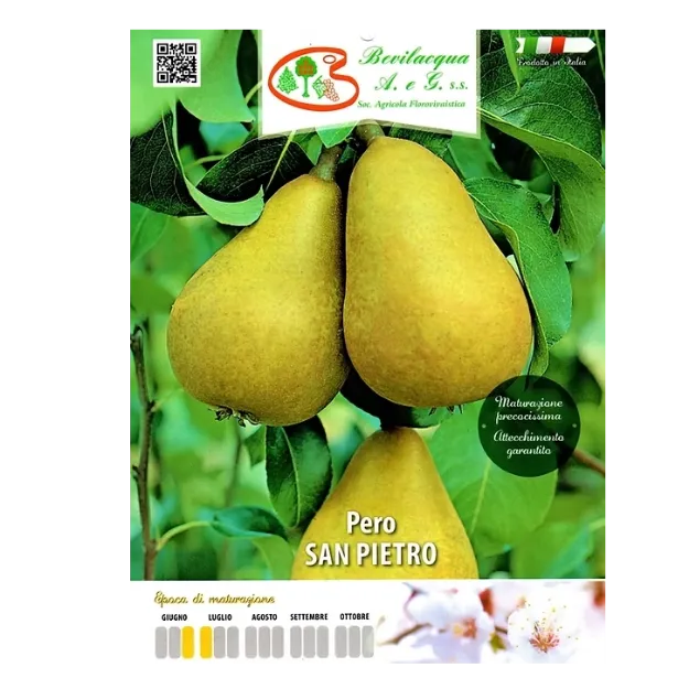Etiketa Sadika hruške SAN PIETRO