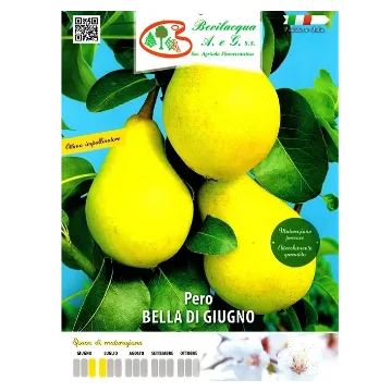 Sadika hruške  BELLA DI GIUGNO Etiketa Sadika hruške  BELLA DI GIUGNO