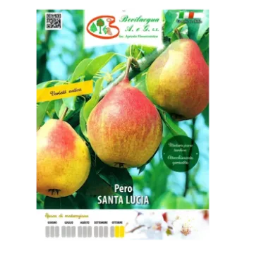 Sadika hruške Santa Lucia Etiketa Sadika hruške Santa Lucia