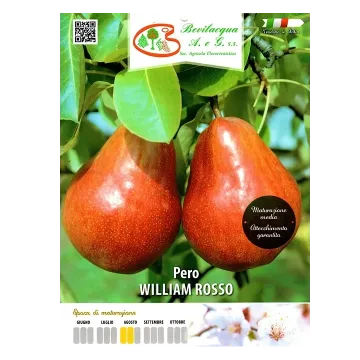 Sadika hruške WILLIAM ROSSO etiketa Sadika hruške WILLIAM ROSSO