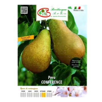 Sadika hruške CONFERENCE eTIKETA Sadika hruške CONFERENCE