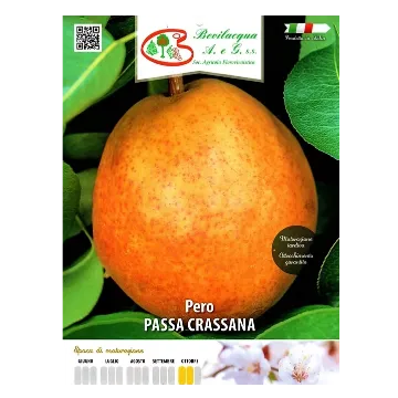 Sadika hruške Passa Crassana Etiketa Sadika hruške Passa Crassana