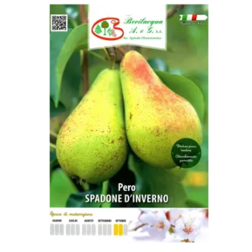 Sadika hruške SPADONE D'INVERNO Etiketa Sadika hruške SPADONE D'INVERNO