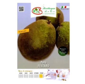 Sadika hruške FESTARO Sadiketiketa uške FESTARO