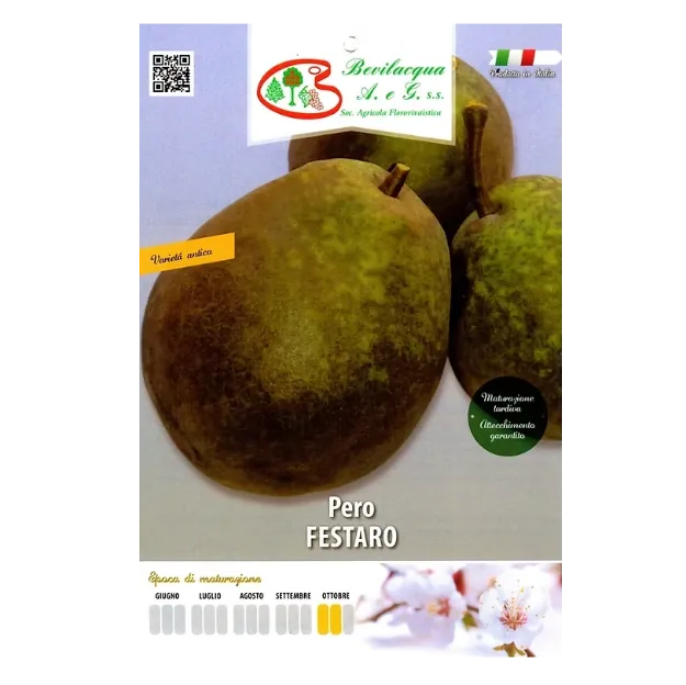 Sadiketiketa uške FESTARO