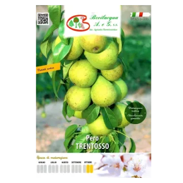 Sadika hruške Trentosso eTIKETA Sadika hruške Trentosso