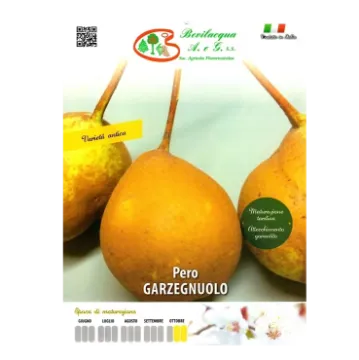 Sadika hruške Garzegnuolo Sadika hruške Garzegnuolo