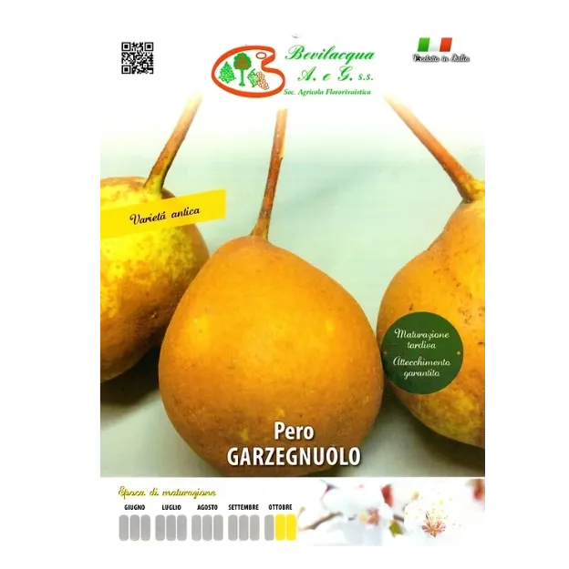 Sadika hruške Garzegnuolo