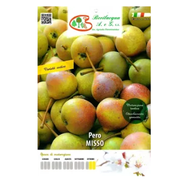 Sadika hruške Pero Misso Etiketa Sadika hruške Pero Misso