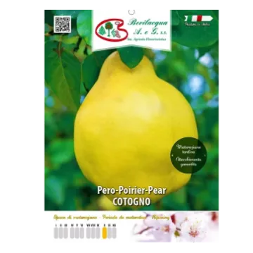 Sadika hruške Pero Cotogno Etiketa Sadika hruške Pero Cotogno