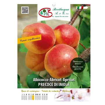 Sadika  marelice Precoce di Imola Etiketa Sadika  marelice Precoce di Imola