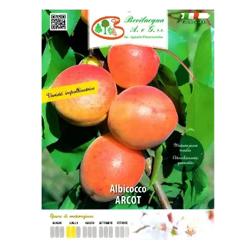 Sadika  marelice Arcot Etiketa Sadika  marelice Arcot