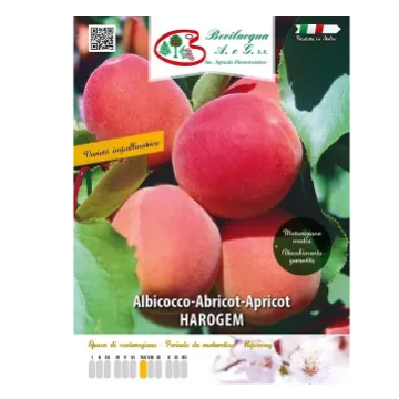 Sadika  marelice Arogem Etiketa Sadika  marelice Arogem