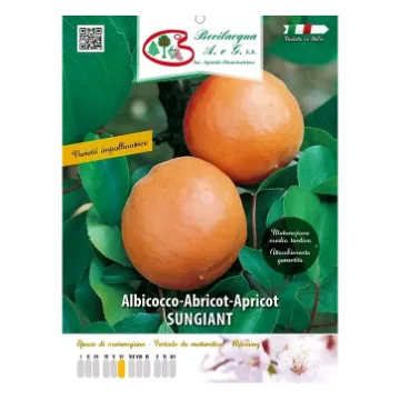 Sadika  marelice Sungiant Etiketa Sadika  marelice Sungiant